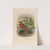 A monograph of the Pittidæ, or family of ant-thrushes Pl.25 by Daniel Giraud Elliot