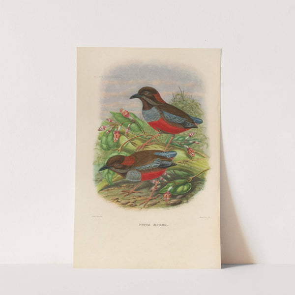 A monograph of the Pittidæ, or family of ant-thrushes Pl.26 by Daniel Giraud Elliot
