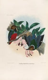 A monograph of the Pittidæ, or family of ant-thrushes Pl.27