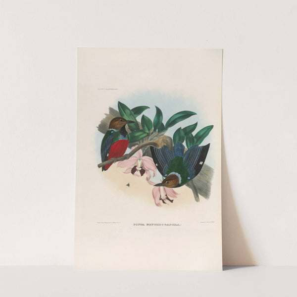 A monograph of the Pittidæ, or family of ant-thrushes Pl.27 by Daniel Giraud Elliot