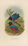 A monograph of the Pittidæ, or family of ant-thrushes Pl.29