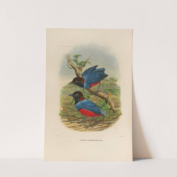 A monograph of the Pittidæ, or family of ant-thrushes Pl.29 by Daniel Giraud Elliot