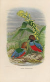 A monograph of the Pittidæ, or family of ant-thrushes Pl.31