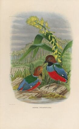 A monograph of the Pittidæ, or family of ant-thrushes Pl.31