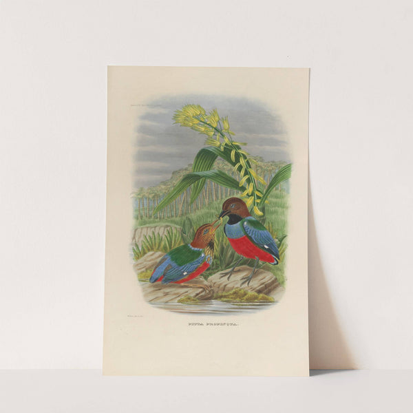 A monograph of the Pittidæ, or family of ant-thrushes Pl.31 by Daniel Giraud Elliot