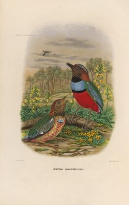 A monograph of the Pittidæ, or family of ant-thrushes Pl.34