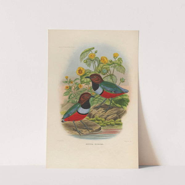 A monograph of the Pittidæ, or family of ant-thrushes Pl.35 by Daniel Giraud Elliot