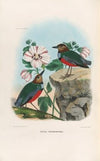A monograph of the Pittidæ, or family of ant-thrushes Pl.36