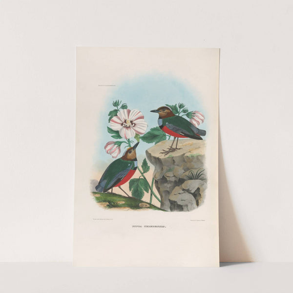 A monograph of the Pittidæ, or family of ant-thrushes Pl.36 by Daniel Giraud Elliot