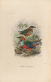 A monograph of the Pittidæ, or family of ant-thrushes Pl.37