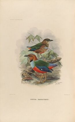 A monograph of the Pittidæ, or family of ant-thrushes Pl.37