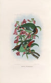 A monograph of the Pittidæ, or family of ant-thrushes Pl.39