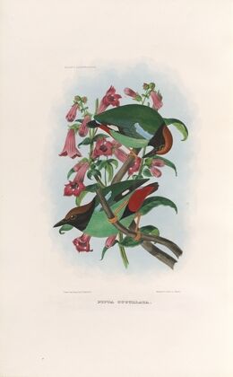 A monograph of the Pittidæ, or family of ant-thrushes Pl.39