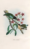 A monograph of the Pittidæ, or family of ant-thrushes Pl.40