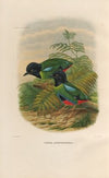 A monograph of the Pittidæ, or family of ant-thrushes Pl.43