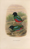 A monograph of the Pittidæ, or family of ant-thrushes Pl.44