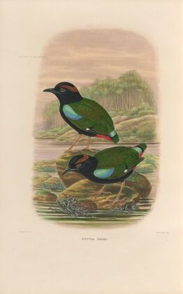 A monograph of the Pittidæ, or family of ant-thrushes Pl.45