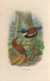 A monograph of the Pittidæ, or family of ant-thrushes Pl.46