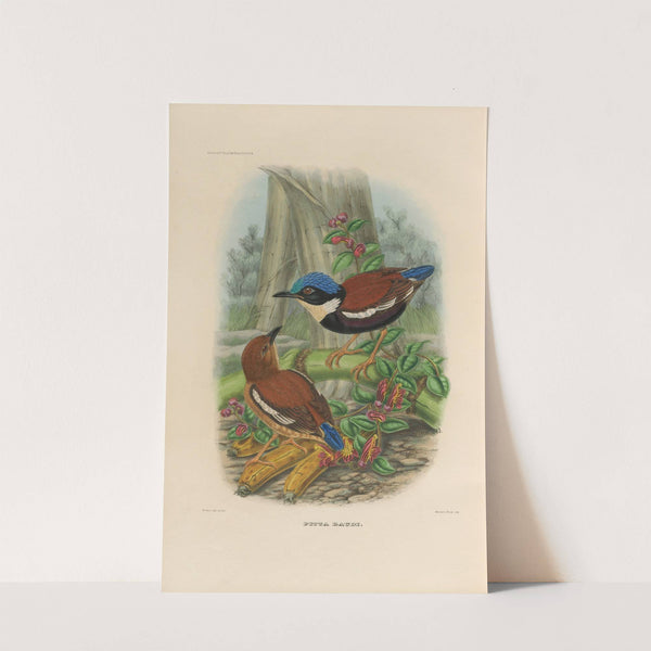 A monograph of the Pittidæ, or family of ant-thrushes Pl.46 by Daniel Giraud Elliot