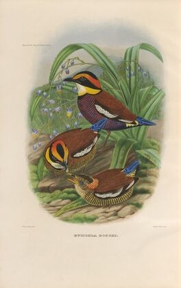 A monograph of the Pittidæ, or family of ant-thrushes Pl.48