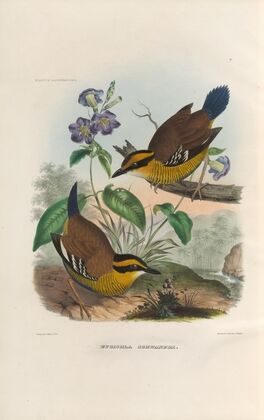 A monograph of the Pittidæ, or family of ant-thrushes Pl.49