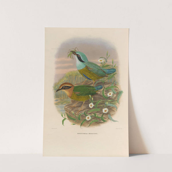 A monograph of the Pittidæ, or family of ant-thrushes Pl.50 by Daniel Giraud Elliot