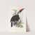 A monograph of the Ramphastidae, or family of toucans Pl.03 by John Gould