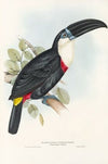 A monograph of the Ramphastidae, or family of toucans Pl.04