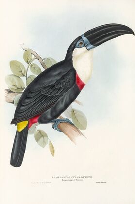 A monograph of the Ramphastidae, or family of toucans Pl.04