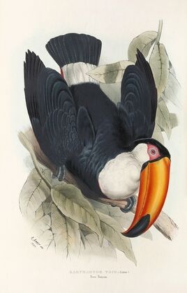 A monograph of the Ramphastidae, or family of toucans Pl.06