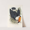 A monograph of the Ramphastidae, or family of toucans Pl.06 by John Gould