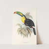 A monograph of the Ramphastidae, or family of toucans Pl.07 by John Gould