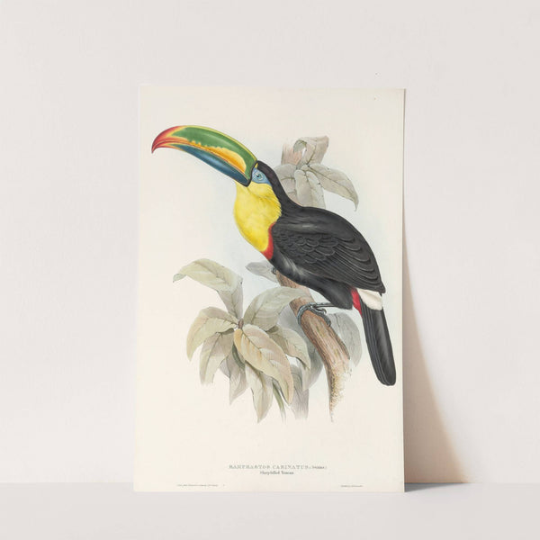 A monograph of the Ramphastidae, or family of toucans Pl.07 by John Gould