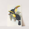 A monograph of the Ramphastidae, or family of toucans Pl.08 by John Gould