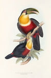 A monograph of the Ramphastidae, or family of toucans Pl.11