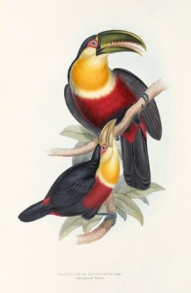 A monograph of the Ramphastidae, or family of toucans Pl.11