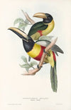 A monograph of the Ramphastidae, or family of toucans Pl.12