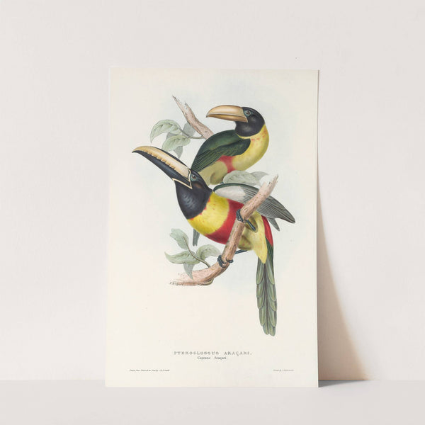 A monograph of the Ramphastidae, or family of toucans Pl.12 by John Gould