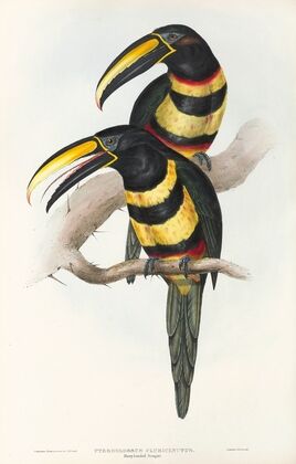 A monograph of the Ramphastidae, or family of toucans Pl.15
