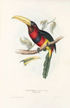 A monograph of the Ramphastidae, or family of toucans Pl.17