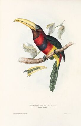 A monograph of the Ramphastidae, or family of toucans Pl.17