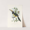 A monograph of the Ramphastidae, or family of toucans Pl.19 (1833) by John Gould