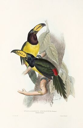 A monograph of the Ramphastidae, or family of toucans Pl.20