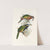A monograph of the Ramphastidae, or family of toucans Pl.21 (1833) by John Gould
