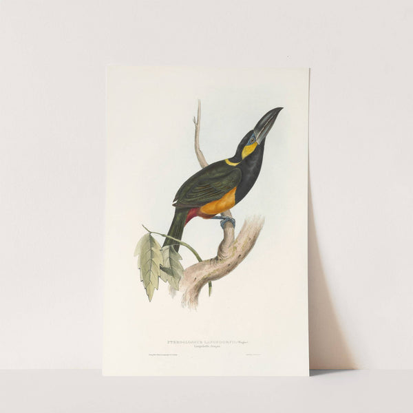 A monograph of the Ramphastidae, or family of toucans Pl.25 (1833) by John Gould