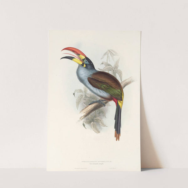 A monograph of the Ramphastidae, or family of toucans Pl.27 (1833) by John Gould