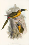 A monograph of the Ramphastidae, or family of toucans Pl.28