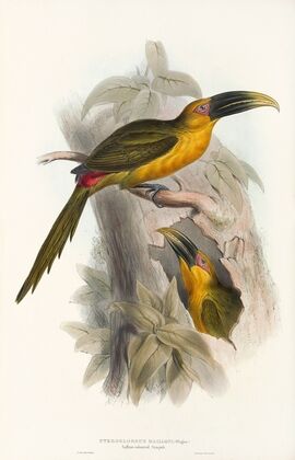 A monograph of the Ramphastidae, or family of toucans Pl.28