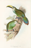 A monograph of the Ramphastidae, or family of toucans Pl.29