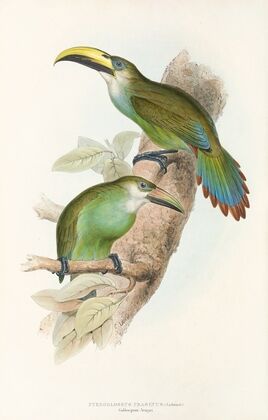 A monograph of the Ramphastidae, or family of toucans Pl.29